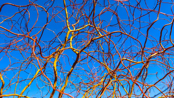 螺旋金柳树分支机构蓝色的天空冬天阳光明媚的一天柳树matsudana自然背景
