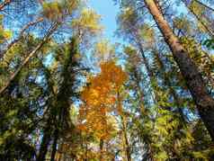 风景优美的黄色的树秋天森林阳光明媚的一天