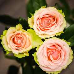 美丽的粉红色的玫瑰完美的背景问候卡邀请婚礼生日情人节一天母亲的一天