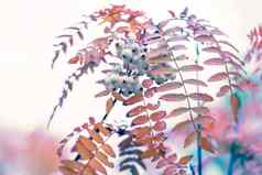特写镜头秋天细节中国人罗文分支果的白色浆果装饰秋天树叶金秋天的颜色红色的橙色农村农村森林