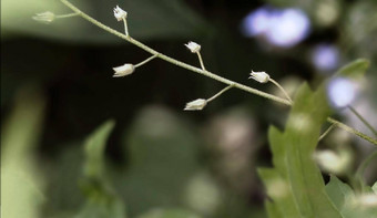 和平特写镜头白色野花模糊叶子花背景