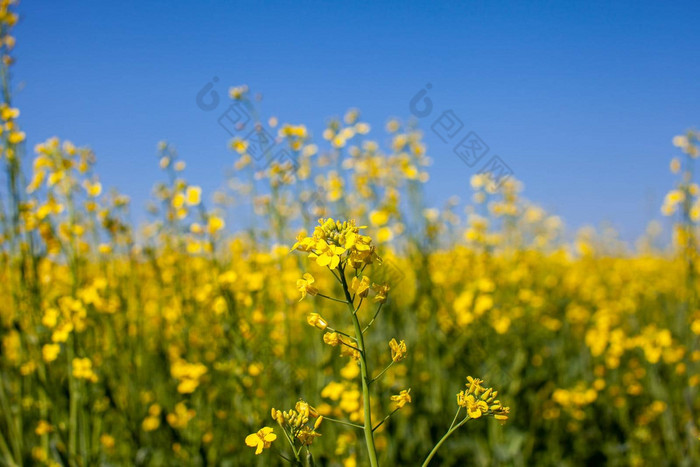 黄色的油菜籽花场蓝色的天空