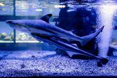 水下图像小鲨鱼游泳水族馆海洋水族馆
