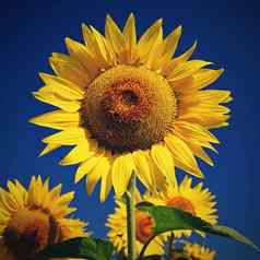 向日葵美丽的黄色的花蓝色的天空自然色彩斑斓的背景概念夏天