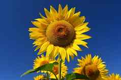 向日葵美丽的黄色的花蓝色的天空自然色彩斑斓的背景概念夏天