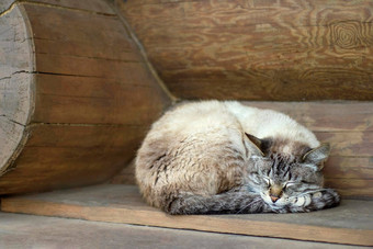 毛茸茸的可爱的猫睡觉村房子