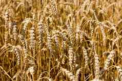 小穗小麦背景小麦场