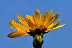 黄色的花指南针植物蓝色的天空