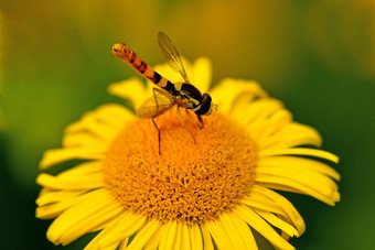 食蚜蝇黄色的花