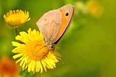 草地棕色（的）蝴蝶黄色的花