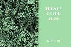 艾薇植物neo薄荷颜色多汁的音调薄荷颜色摘要光绿色背景充满活力的颜色复制空间布局设计