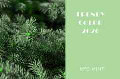 圣诞节树分支机构neo薄荷颜色多汁的音调薄荷颜色摘要光绿色背景充满活力的颜色复制空间布局设计