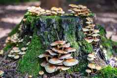 树树桩蘑菇