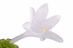 单花hosta孤立的白色