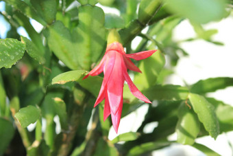 细粉红色的花schlumbergera
