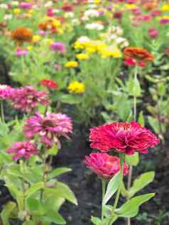 Zinnia花