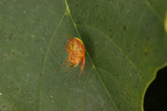 黄瓜绿色蜘蛛阿拉尼埃拉葫芦素