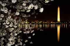 华盛顿纪念碑樱桃花朵晚上拍摄