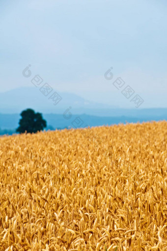 小麦小麦属植物aestivum