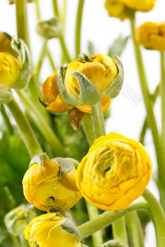 黄色的毛茛属植物