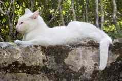 白色猫石头墙