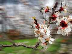 春天树背景特写镜头白色樱桃花