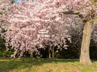 细节照片日本樱桃开花花树