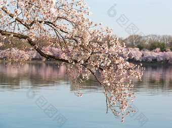 细节宏照片日本樱桃开花花