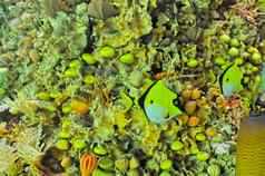 水下珊瑚礁海生活