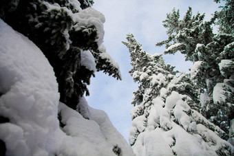 冷杉树很多雪蓝色的天空垂直