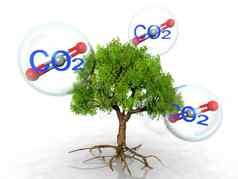 树碳二氧化物