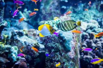 水族馆热带鱼珊瑚礁