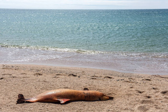 死宽吻海豚海豚