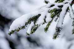 雪覆盖常绿树分支斯诺夸尔姆通过华盛顿