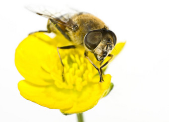 蜜蜂黄色的花极端的关闭