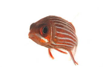 大眼soldierfish