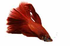 红色的暹罗战斗鱼