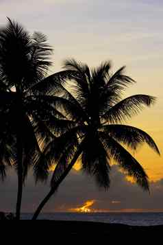 日落加勒比海乌龟海滩多巴哥