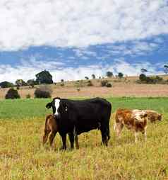 农村场景黑色的牛棕色（的）小牛蓝色的天空云