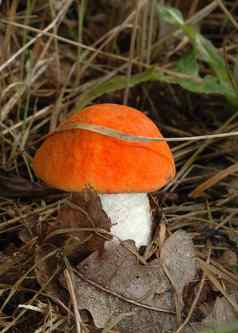 橙色帽牛肝菌属