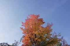 枫木秋天红色的橙色叶子
