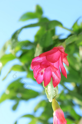 细粉红色的花schlumbergera