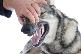 <strong>牙齿</strong>捷克斯洛伐克的wolfdog