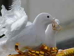 婚礼装饰白色鸽子黄金环