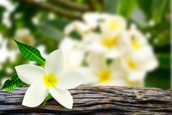 plumeria<strong>鸡蛋花</strong>花<strong>鸡蛋花</strong>模糊背景