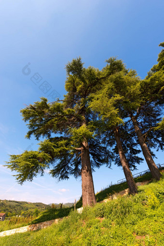 香柏树黎巴嫩雪松利比亚