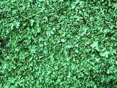 地底lichenes纹理彩色的