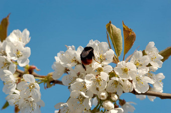 吸<strong>收花</strong>