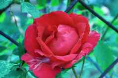 红色的玫瑰背景网格