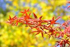 枫木秋天红色的橙色叶子